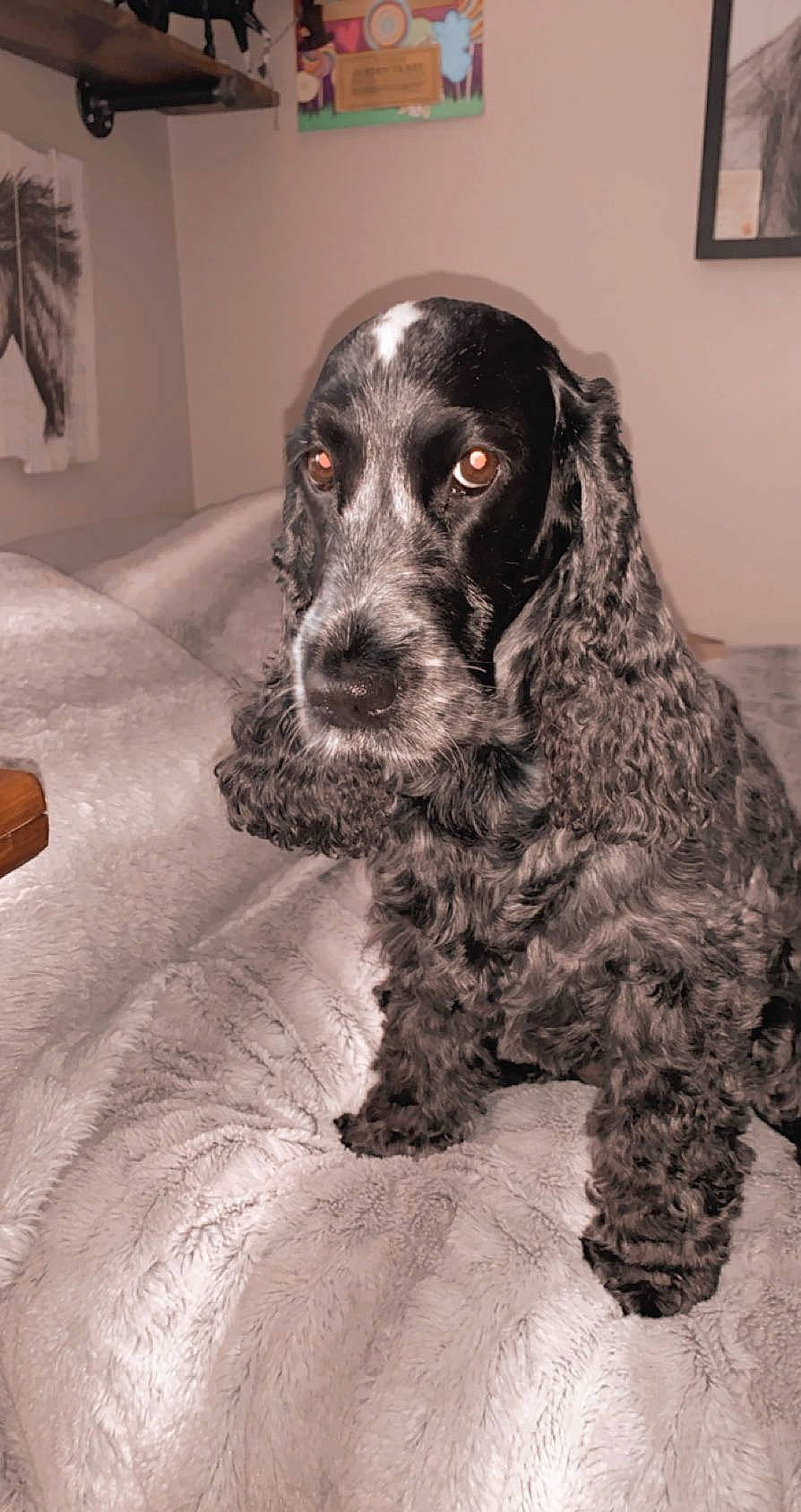 Bristol joined the competition — help win amazing prizes! canidae, carnivore, companion_dog, dog, dog_breed, fur, gun_dog, hunting_dog, liver, monochrome_photography, picture_frame, russian_spaniel, snout, spaniel, sporting_group, terrestrial_animal, water_dog, whiskers, working_animal