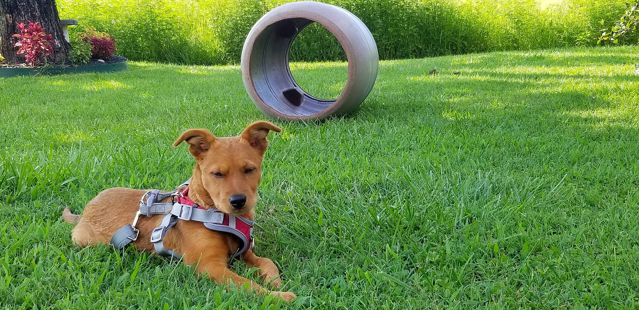 Scottie is registered to the contest to win money with this photo: art, canidae, carnivore, collar, companion_dog, dog, dog_breed, dog_collar, dog_sports, dog_supply, fawn, grass, grassland, groundcover, pet_supply, plant, snout, sporting_group, tail, working_animal