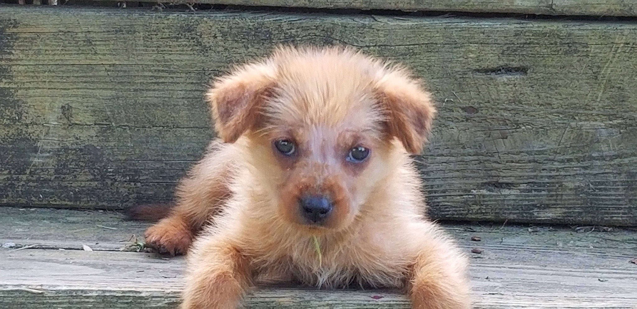 Scottie joined the competition — help win amazing prizes! canidae, carnivore, clock, companion_dog, dog, dog_breed, fawn, fur, puppy, small_greek_domestic_dog, small_terrier, snout, sporting_group, street_dog, terrestrial_animal, terrier, whiskers, wood, working_animal, working_terrier