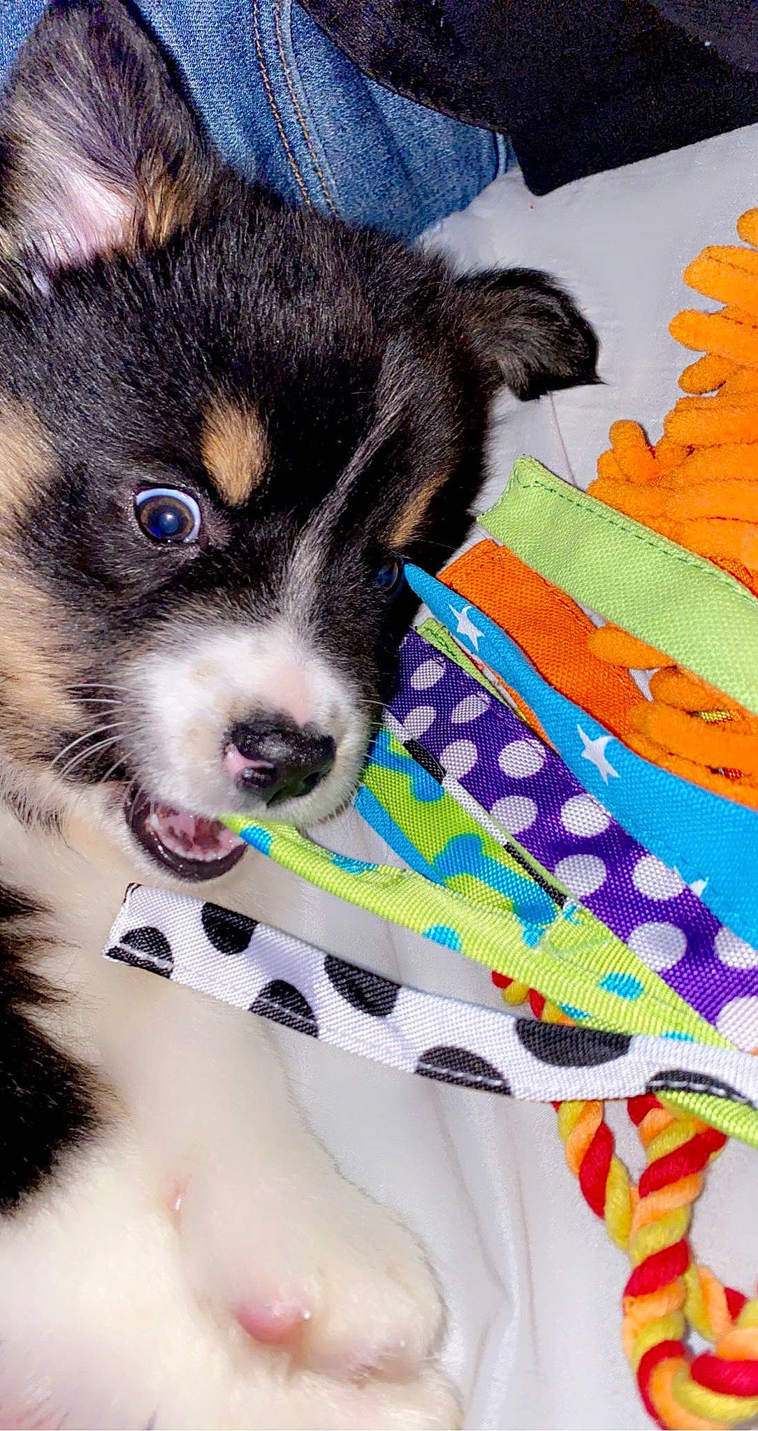 Elliot is registered to the contest to win money with this photo: art, carnivore, collar, companion_dog, creative_arts, dog, dog_breed, electric_blue, felidae, fur, linens, pattern, paw, small_to_medium_sized_cats, snout, textile, toy_dog, whiskers, working_animal, woven_fabric