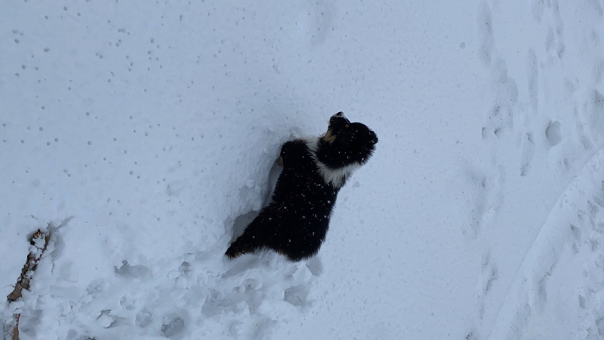 Elliot is registered to the contest to win money with this photo: canidae, carnivore, cat, dog, dog_breed, event, felidae, foot, freezing, fur, playing_in_the_snow, precipitation, recreation, slope, small_to_medium_sized_cats, snout, snow, sporting_group, tail, winter