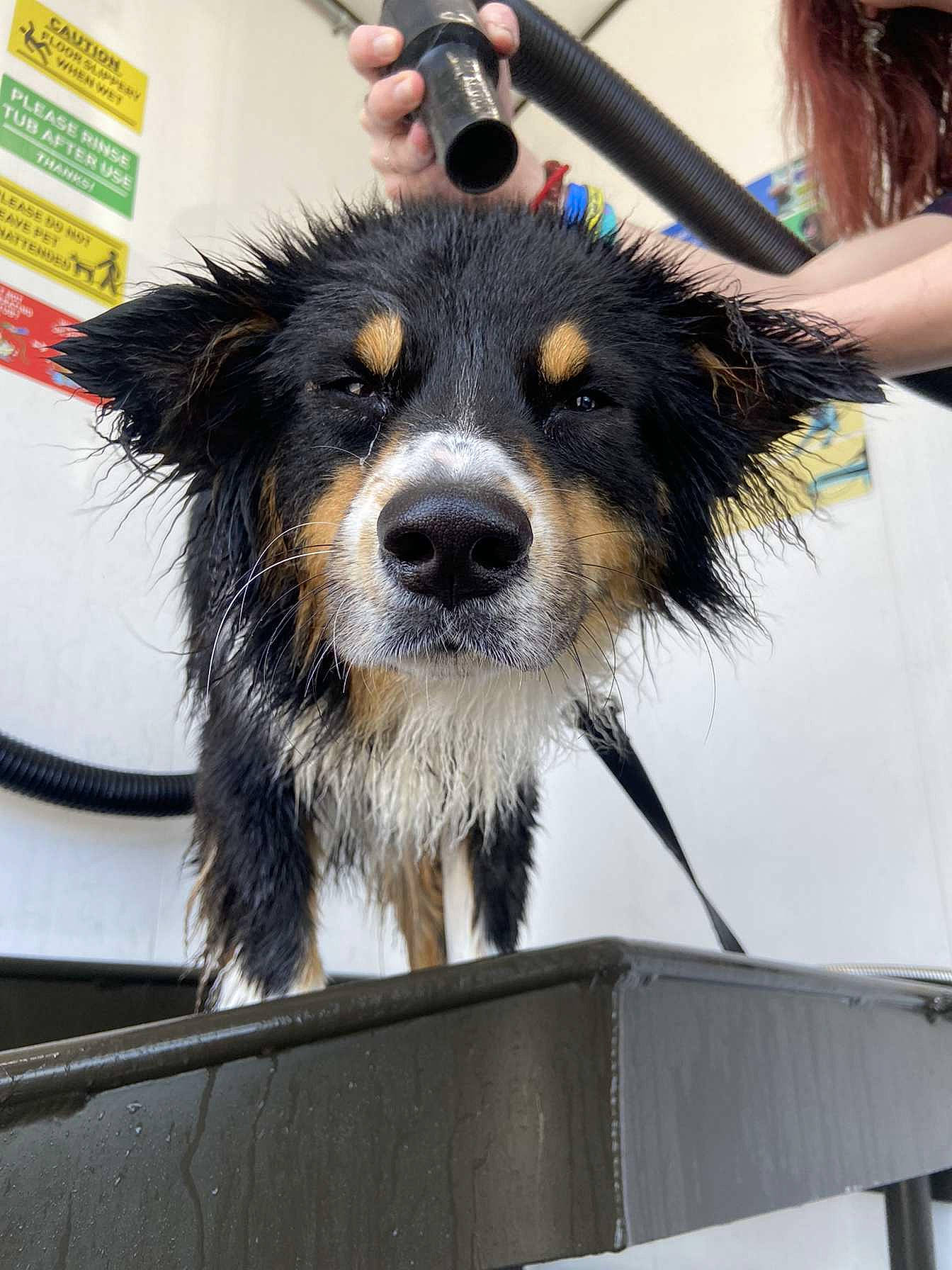 Elliot joined the competition — help win amazing prizes! canidae, carnivore, collar, companion_dog, dog, dog_breed, event, eyewear, fur, hair, hair_coloring, herding_dog, leash, snout, sporting_group, street_fashion, whiskers, working_animal, working_dog