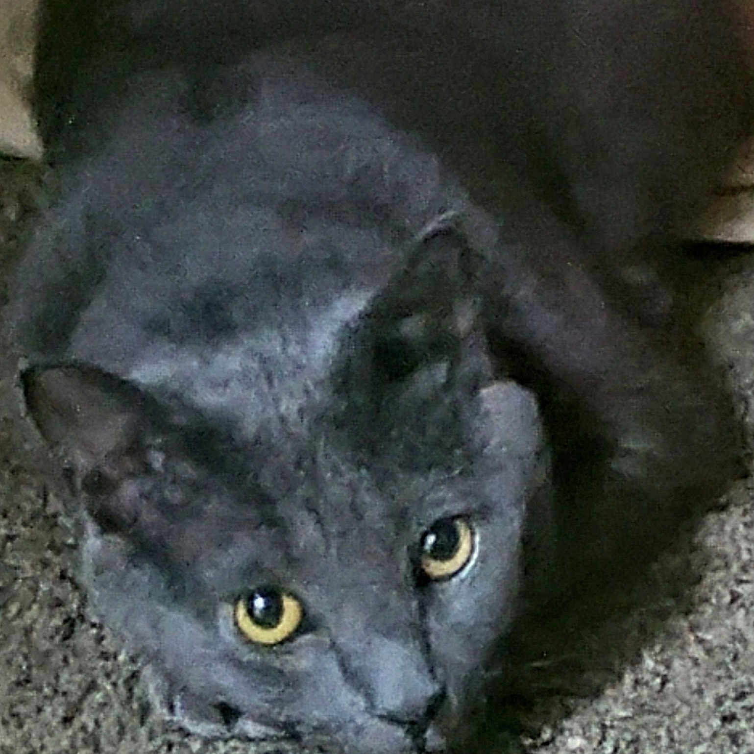 Jynx joined the competition — help win amazing prizes! animal, blackcat, cat, panther, pet