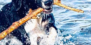 Choupette a rejoint le concours — aidez-le/la à gagner de superbes lots ! dog, black_dog, white_dog, water, splashing, stick, playful, animal, pet, outdoor, lake, river, wet, happy, nature, canine, summer, fun, active, retriever