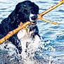 dog, black_dog, white_dog, water, splashing, stick, playful, animal, pet, outdoor, lake, river, wet, happy, nature, canine, summer, fun, active, retriever