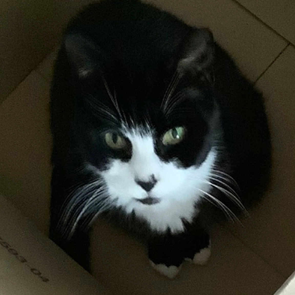 Lou Lou is registered to the contest to win money with this photo: box, cardboard, carnivore, cat, comfort, domestic_short_haired_cat, felidae, fur, hardwood, packaging_and_labeling, paper_product, pet_supply, rectangle, room, small_to_medium_sized_cats, snout, tail, whiskers, window, wood