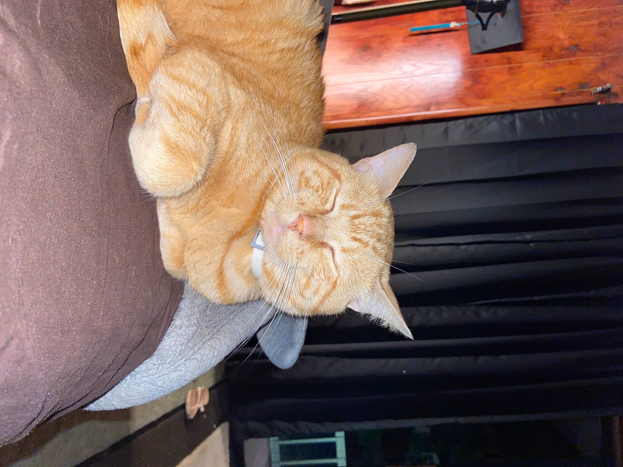 Pebbles is registered to the contest to win money with this photo: carnivore, cat, domestic_short_haired_cat, fawn, felidae, flooring, fur, hardwood, pattern, peach, small_to_medium_sized_cats, tail, thread, varnish, whiskers, window, wood, wood_stain, wool, wrinkle