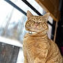 Pebbles is registered to the contest to win money with this photo: cat, orange_tabby, pet, feline, indoor, window, natural_light, fur, whiskers, collar, close_up, animal, cute, sleepy, cozy, portrait, domestic_cat, relaxed, sitting, soft_focus