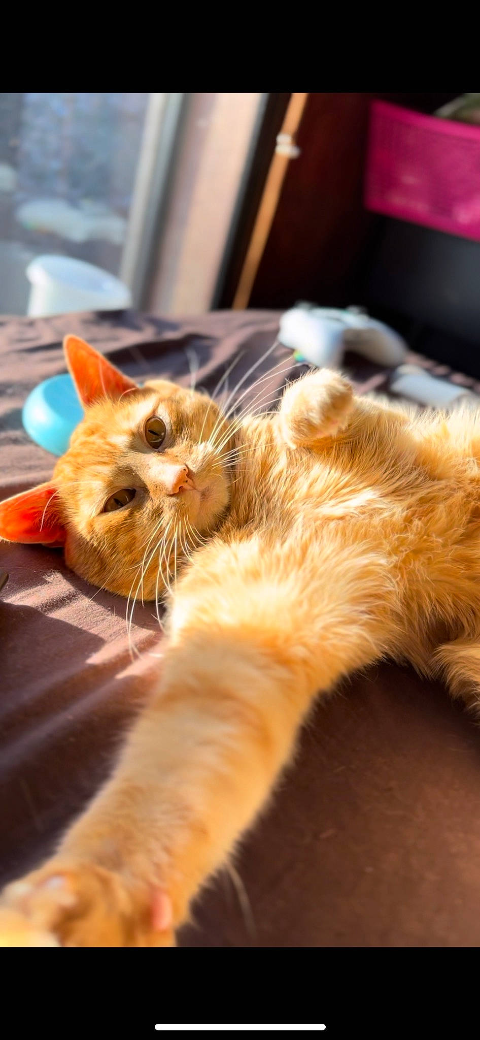 Pebbles joined the competition — help win amazing prizes! carnivore, cat, claw, comfort, domestic_short_haired_cat, ear, eye, fawn, felidae, fur, gesture, human_leg, mammal, orange, paw, plant, small_to_medium_sized_cats, tail, whiskers, wood