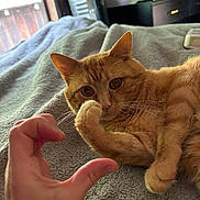 Pebbles joined the competition — help win amazing prizes! cat, ginger_cat, pet, animal, indoor, blanket, hand, feline, cute, cozy, relaxed, whiskers, ears, paw, bedroom, window, daylight, soft_texture, closeup, curious