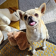Sacha a rejoint le concours — aidez-le/la à gagner de superbes lots ! animal, brown, carpet, companion, cute, dog, ears_up, floor, happy, home, indoor, looking_up, pet, playful, plush_toy, small_dog, sunlight, tongue_out, toy, white