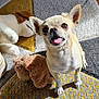 animal, brown, carpet, companion, cute, dog, ears_up, floor, happy, home, indoor, looking_up, pet, playful, plush_toy, small_dog, sunlight, tongue_out, toy, white