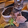 animal, basket, carpet, cat, collar, curled_up, cute, domestic, feline, indoor, kitten, paws, pet, playful, plush_toy, rope_toy, tabby, toy, whiskers, young