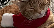 Fefe is registered to the contest to win money with this photo: animal, book, cat, clothing, costume, cushion, envelope, face, festival, greetingcard, hat, head, homedecor, indoors, kitten, mail, person, pet, photography, portrait