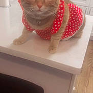 Fefe joined the competition — help win amazing prizes! cat, orange_cat, pet, animal, dress, polka_dot, red_clothing, bow, costume, kitchen, countertop, indoors, portrait, sitting, looking_at_camera, whiskers, ears, eyes, cute, fashionable