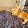 Arizona participe au concours pour gagner de l'argent avec cette photo : cat, orange_cat, pet, feline, indoor, blanket, bedroom, door, fur, relaxed, animal, mammal, cozy, resting, domestic_animal, whiskers, cute, lying_down, home, soft