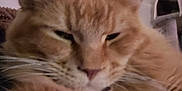 Arizona participe au concours pour gagner de l'argent avec cette photo : cat, orange_cat, fluffy, close_up, indoor, pet, relaxed, feline, whiskers, ears, fur, face, cat_tree, home, cozy, mammal, animal, cute, sleepy, portrait
