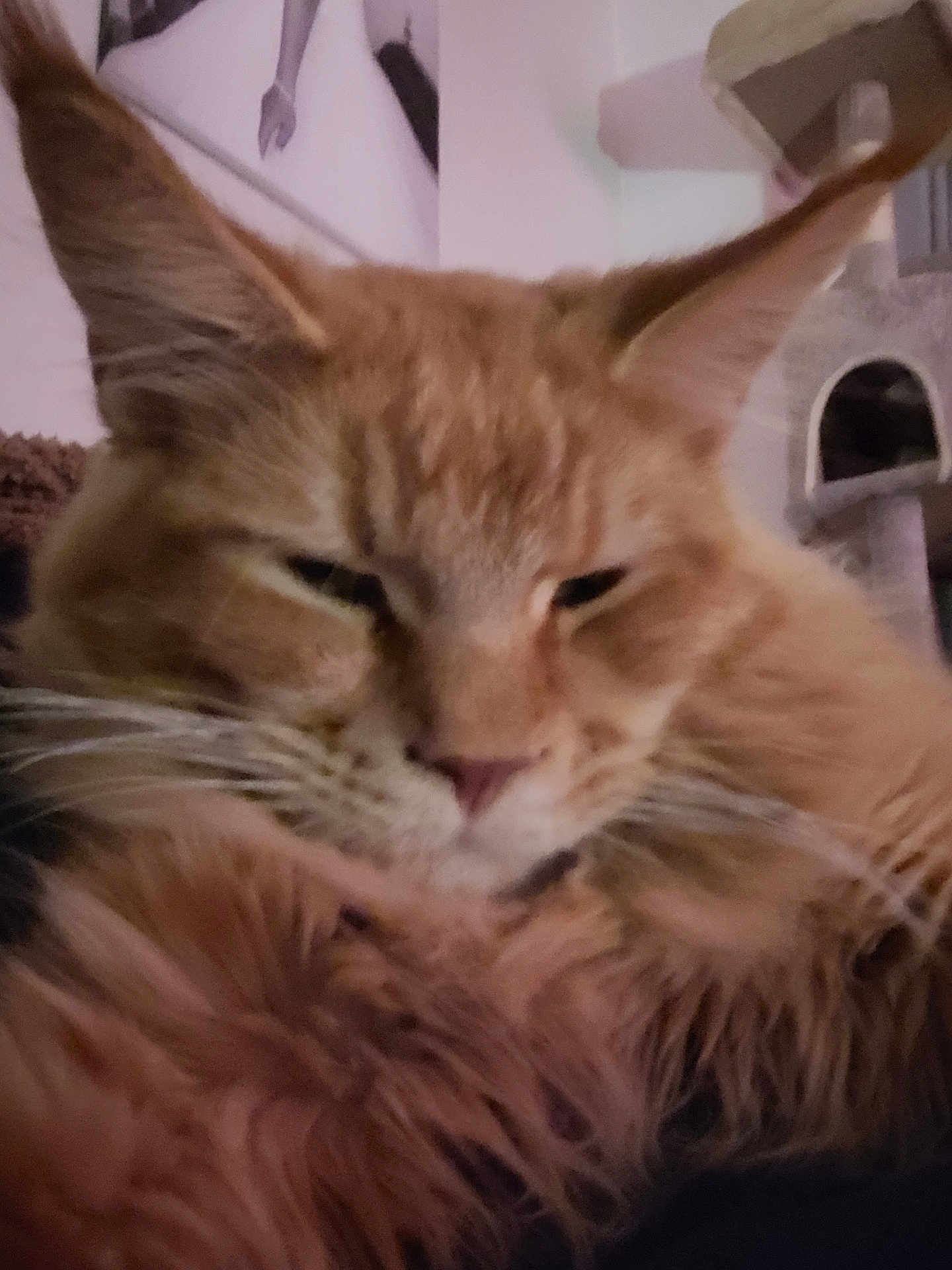 Arizona participe au concours pour gagner de l'argent avec cette photo : cat, orange_cat, fluffy, close_up, indoor, pet, relaxed, feline, whiskers, ears, fur, face, cat_tree, home, cozy, mammal, animal, cute, sleepy, portrait