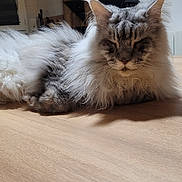 Arizona a rejoint le concours — aidez-le/la à gagner de superbes lots ! cat, fluffy, long_hair, pet, indoor, wooden_floor, fur, resting, animal, cozy, household, domestic, mammal, close_up, feline, relaxed, shadow, quiet, soft, sleeping