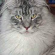 Ulsan a rejoint le concours — aidez-le/la à gagner de superbes lots ! animal, cat, close_up, cozy, domestic_cat, ears, face, fluffy, fur, furniture, indoor, looking, mammal, pet, portrait, relaxed, table, whiskers, wooden, yellow_eyes