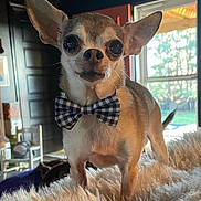 Steve Mcqueen is registered to the contest to win money with this photo: dog, chihuahua, pet, bow_tie, plaid, fuzzy_blanket, indoor, window, ears, large_eyes, portrait, close_up, small_dog, standing, fur, collar, home_interior, sunlight, cute, animal