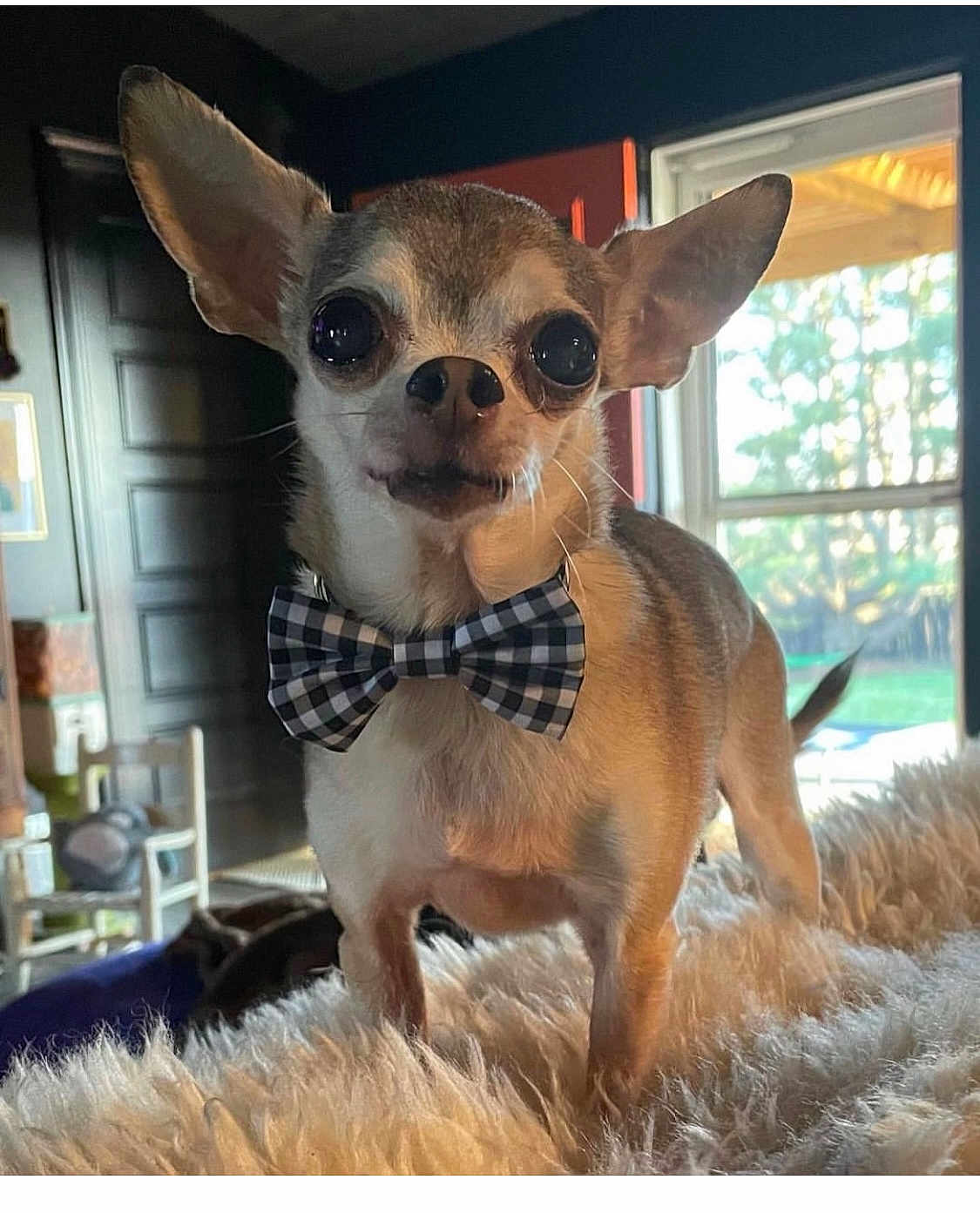 Steve Mcqueen is registered to the contest to win money with this photo: dog, chihuahua, pet, bow_tie, plaid, fuzzy_blanket, indoor, window, ears, large_eyes, portrait, close_up, small_dog, standing, fur, collar, home_interior, sunlight, cute, animal