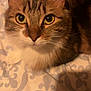 cat, tabby, close_up, pet, animal, feline, whiskers, ears, eyes, bedspread, pattern, indoor, cute, fur, domestic_animal, looking, resting, soft_lighting, portrait, curious