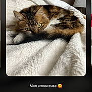 Radjah a rejoint le concours — aidez-le/la à gagner de superbes lots ! cat, tabby_cat, green_eyes, fluffy_blanket, white_blanket, curled_up, indoor, cozy, pet, feline, resting, sleepy, tail, soft_texture, lamp, home, brown_wall, cute, animal, relaxed
