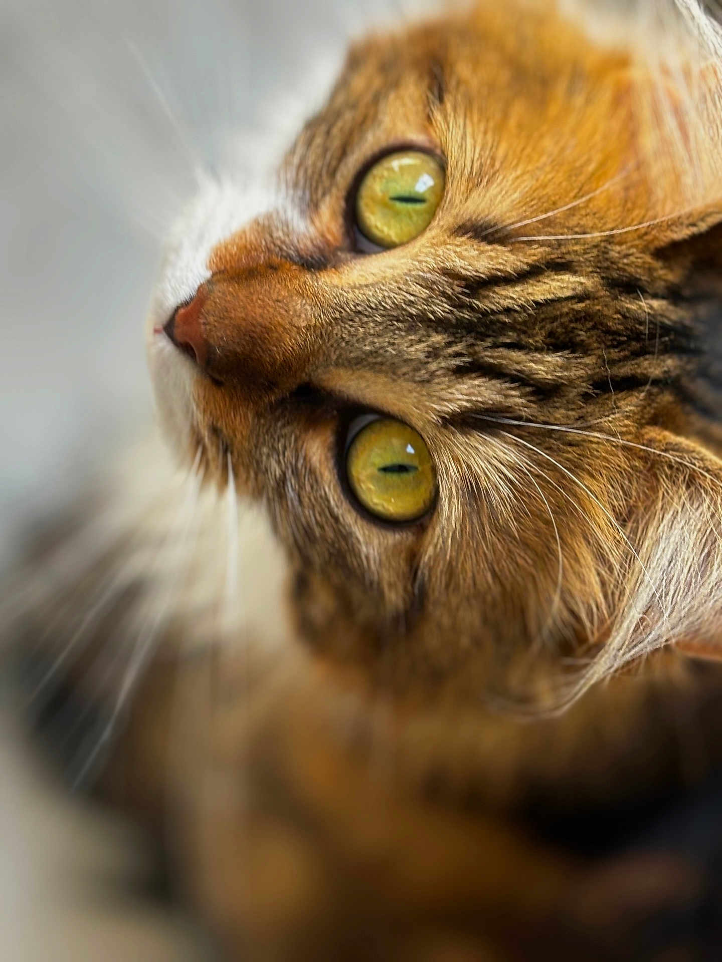 Radjah a rejoint le concours — aidez-le/la à gagner de superbes lots ! cat, close_up, animal, pet, feline, eyes, fur, portrait, whiskers, nose, domestic_animal, cute, indoor, soft_focus, blurred_background, tabby, yellow_eyes, face, mammal