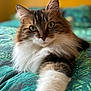 Radjah participe au concours pour gagner de l'argent avec cette photo : cat, fluffy, pet, indoor, bed, green, blue, pattern, fur, paw, animal, cute, tabby, whiskers, relaxed, portrait, closeup, eyes, feline, curious