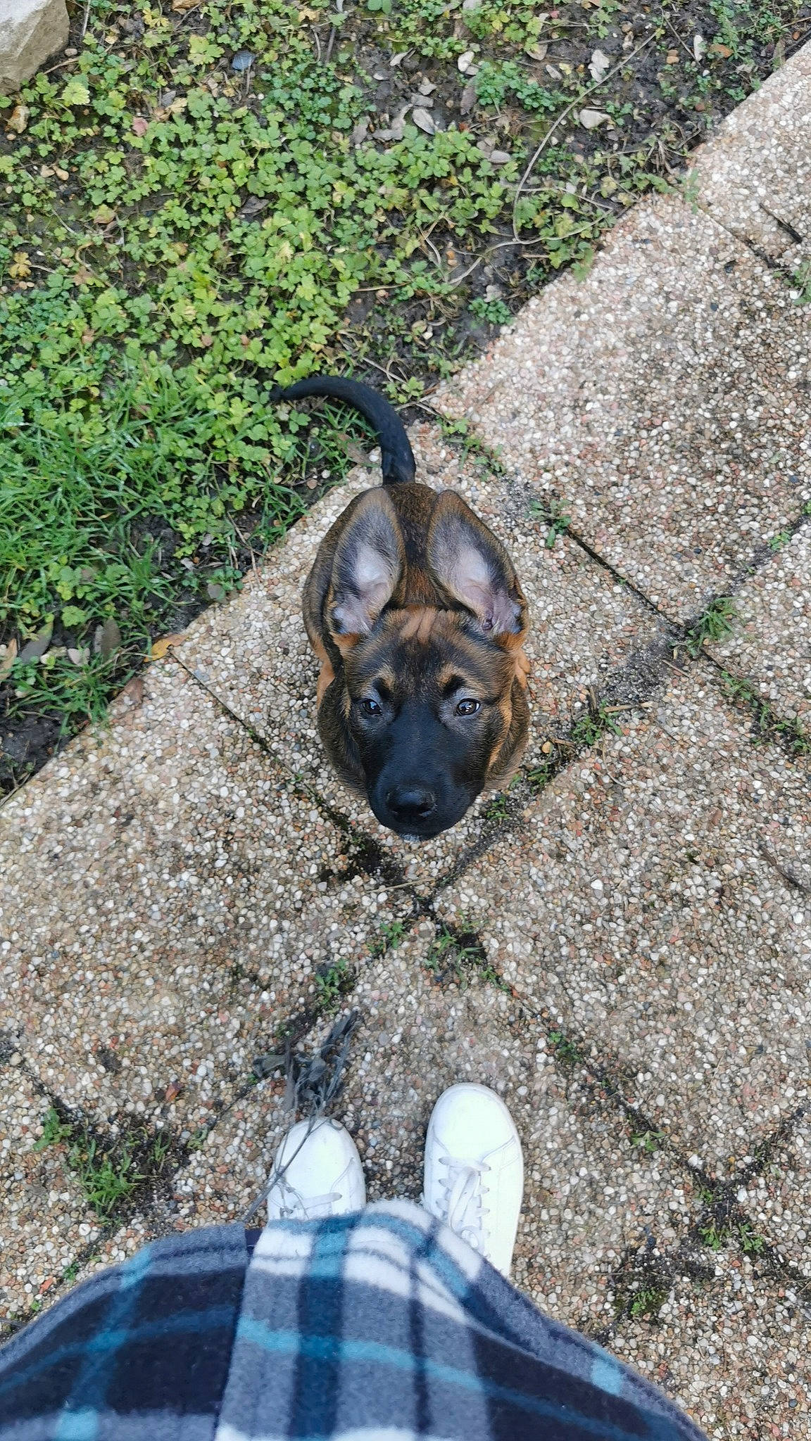 Lost participe au concours pour gagner de l'argent avec cette photo : asphalt, carnivore, companion_dog, dog, dog_breed, foot, grass, guard_dog, human_leg, pattern, photograph, plaid, plant, road_surface, rock, shadow, sidewalk, sitting, soil, terrestrial_animal