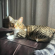 Ariel joined the competition — help win amazing prizes! cat, tabby_cat, indoor, couch, leather, curtains, furniture, pet, animal, mammal, relaxed, lying_down, striped, whiskers, tail, ears, eyes, domestic_cat, household, sunlight