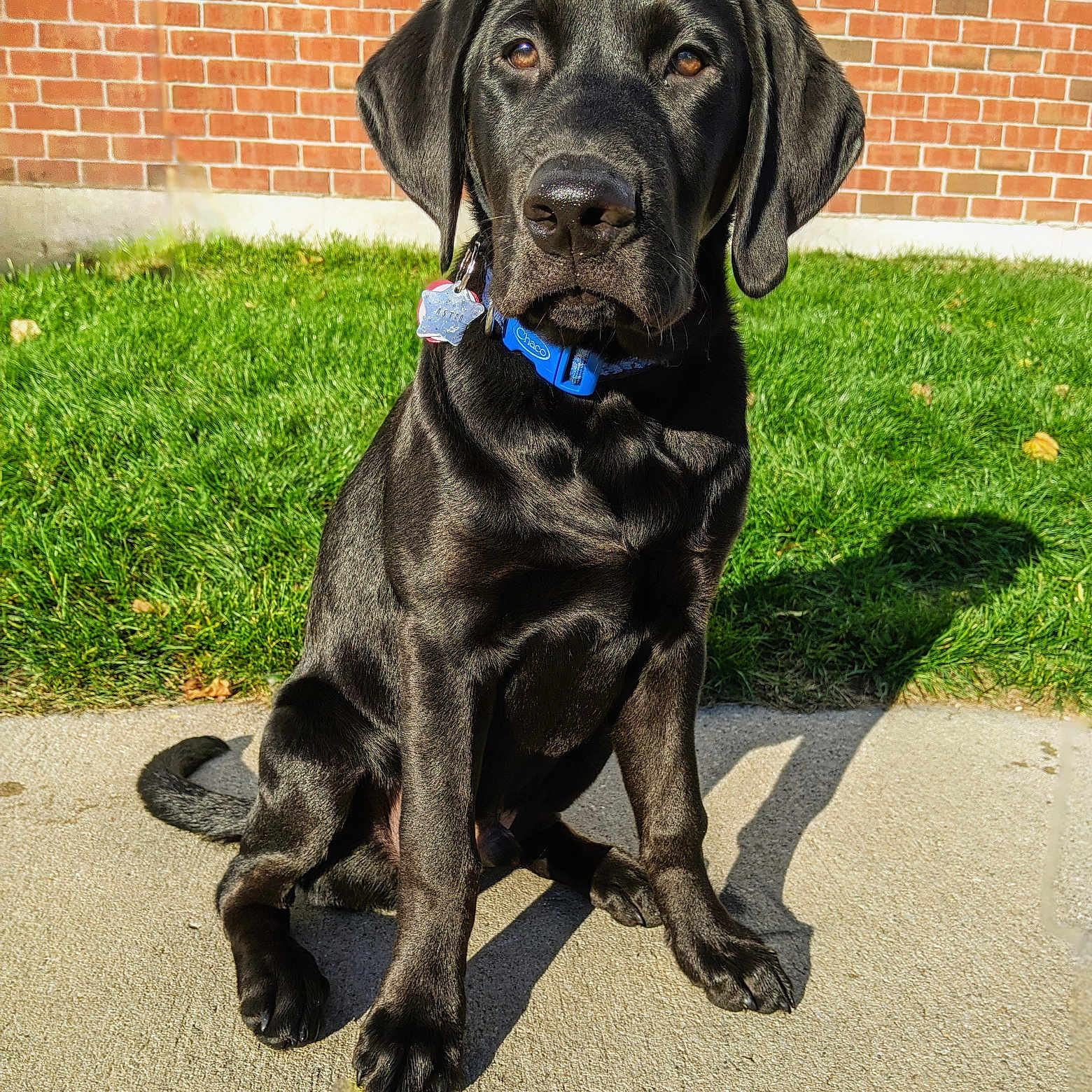 Astro joined the competition — help win amazing prizes! animal, architecture, brick, building, bulldog, canine, dog, grass, greatdane, hound, labradorretriever, lawn, path, pet, plant, pointer, puppy, slate, wall