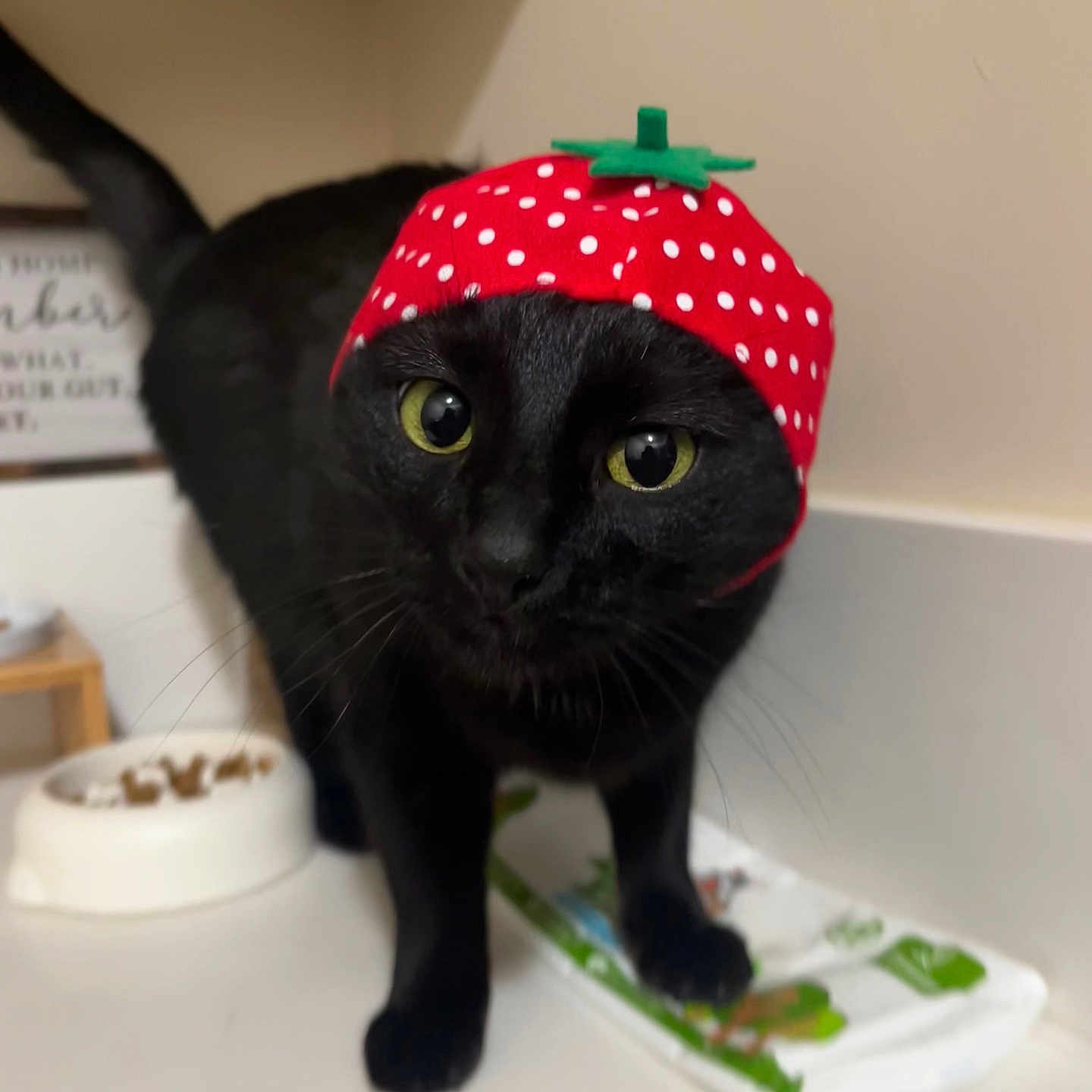 Luna joined the competition — help win amazing prizes! animal, black_cat, black_fur, cat, close_up, curious, cute, domestic_cat, feline, food_bowl, hat, indoor, kitchen_counter, pet, playful, polka_dots, red_hat, strawberry_hat, whiskers, wide_eyes
