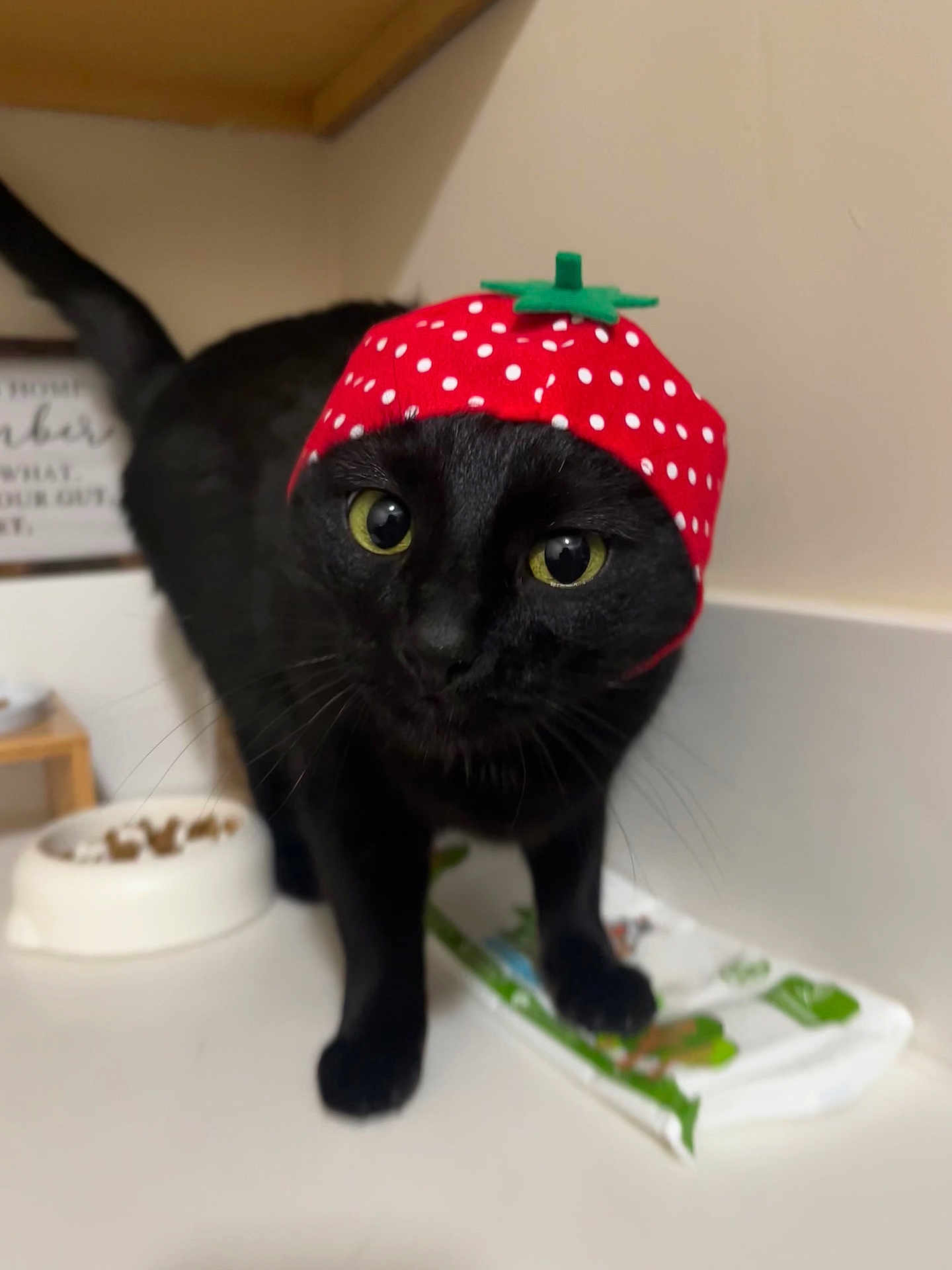 Luna joined the competition — help win amazing prizes! black_cat, cat, strawberry_hat, hat, polka_dots, food_bowl, kitchen_counter, curious, wide_eyes, pet, indoor, animal, feline, whiskers, close_up, domestic_cat, cute, playful, red_hat, black_fur