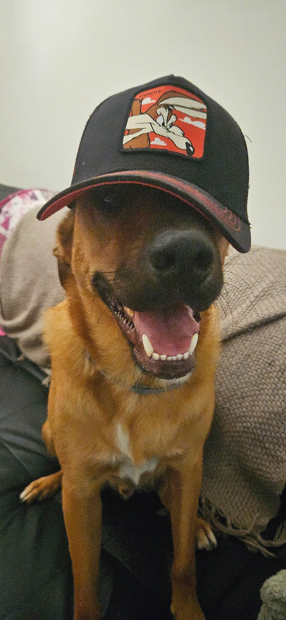 Salto a rejoint le concours — aidez-le/la à gagner de superbes lots ! baseball_cap, canidae, cap, carnivore, collar, companion_dog, cricket_cap, dog, dog_breed, dog_collar, fashion_accessory, fawn, fur, hat, personal_protective_equipment, pet_supply, snout, sporting_group, whiskers, working_animal