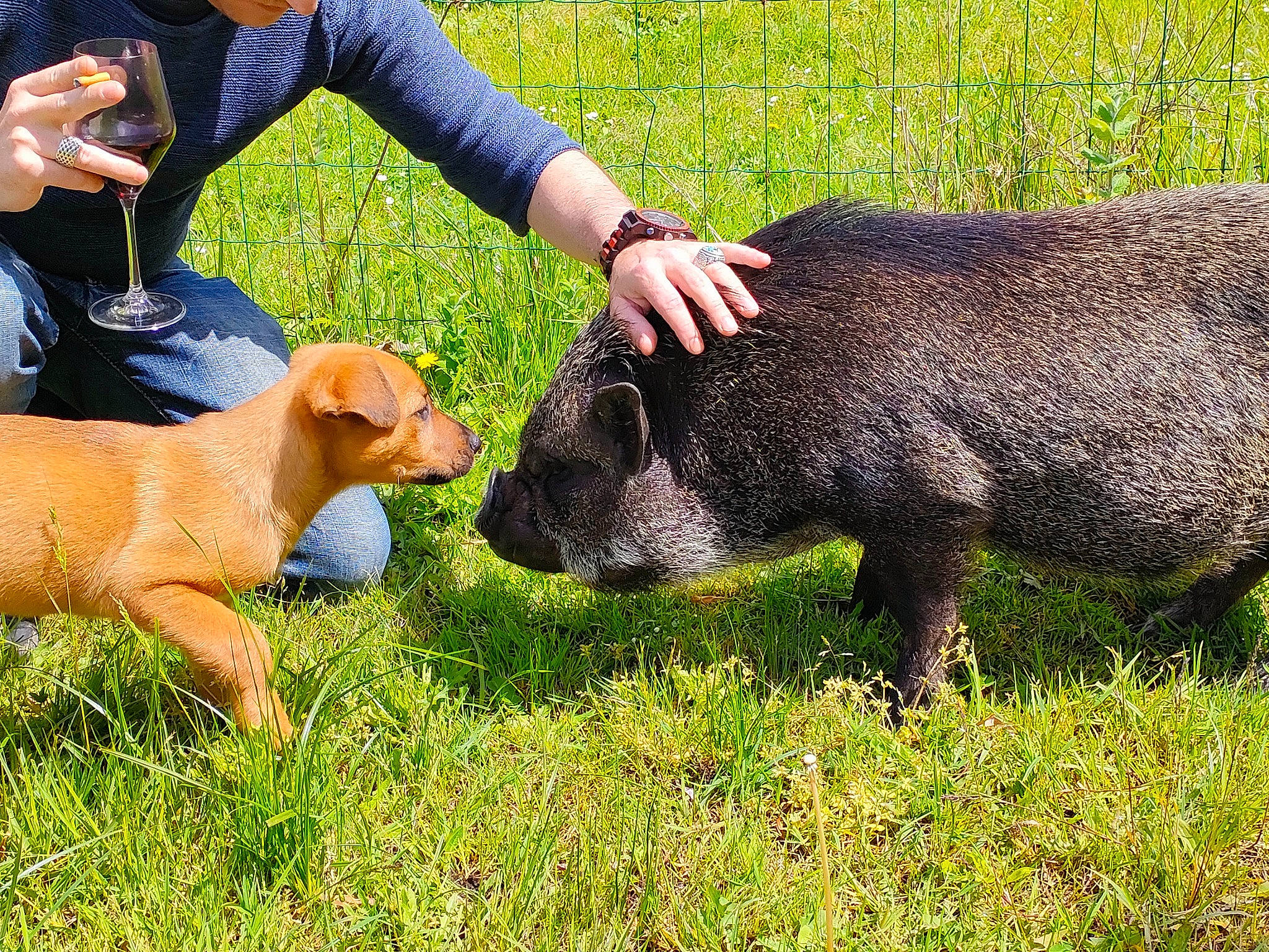 Salto a rejoint le concours — aidez-le/la à gagner de superbes lots ! canidae, carnivore, companion_dog, dog, dog_breed, fawn, fur, grass, grassland, grazing, groundcover, livestock, pasture, people_in_nature, plant, sheep, sporting_group, terrestrial_animal, working_animal