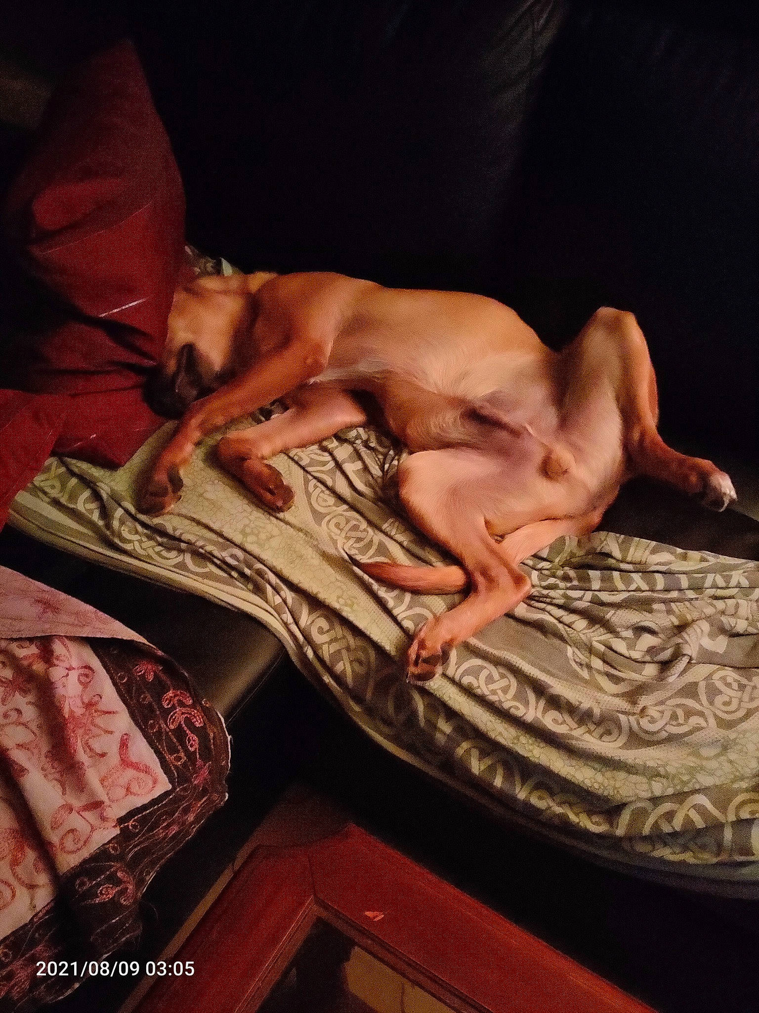 Salto a rejoint le concours — aidez-le/la à gagner de superbes lots ! abdomen, art, barechested, barefoot, bed, bedding, chest, comfort, fawn, flash_photography, foot, human_leg, knee, linens, room, textile, thigh, trunk, wood, wrist