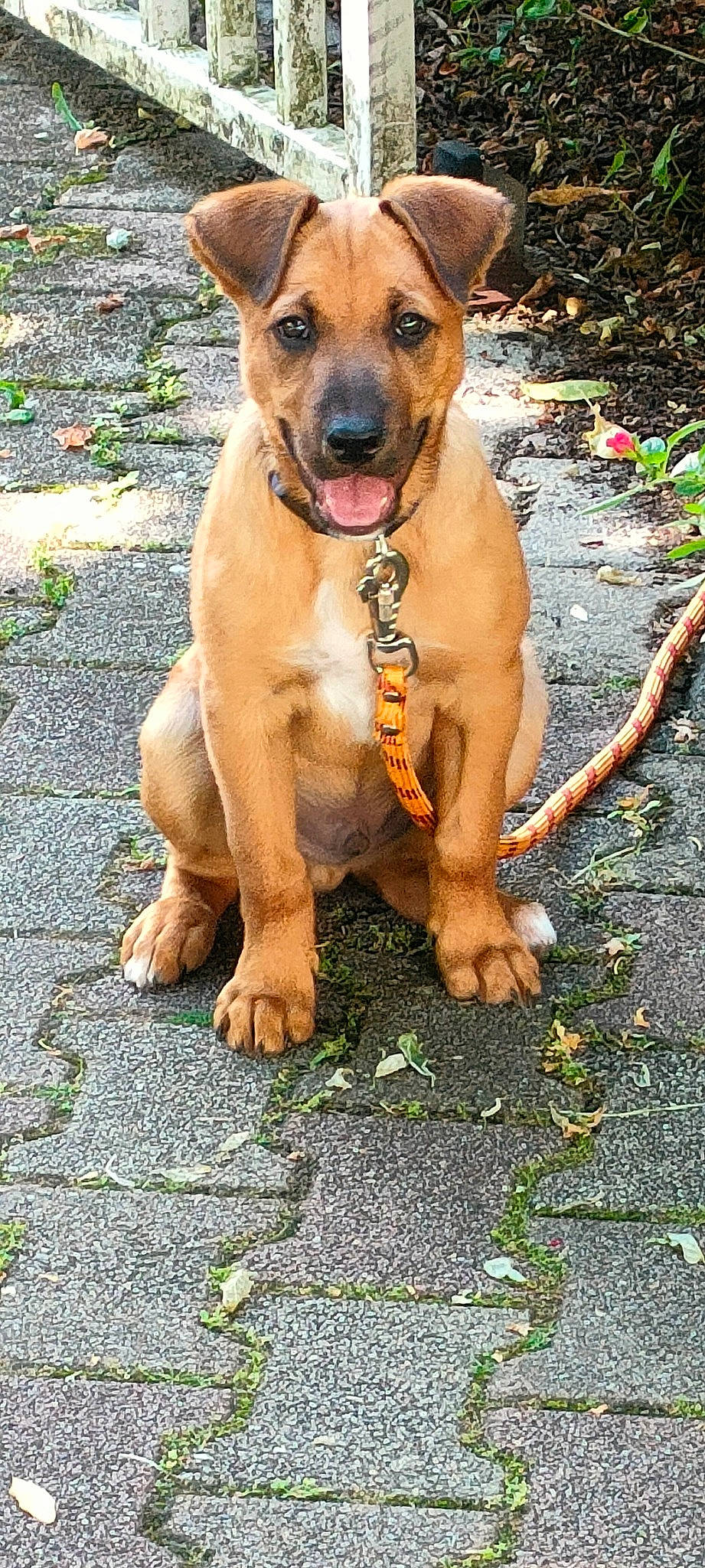 Salto participe au concours pour gagner de l'argent avec cette photo : ancient_dog_breeds, carnivore, collar, companion_dog, dog, dog_breed, dog_collar, fawn, grass, guard_dog, hat, hunting_dog, liver, paw, plant, sporting_group, street_dog, working_animal, working_dog