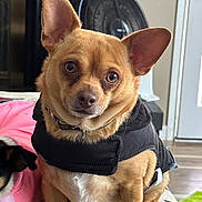 Rambo joined the competition — help win amazing prizes! animal, big_ears, blanket, closeup, companion, couch, curious, dog, domestic_animal, door, fan, floor, fur, household, indoor, jacket, pet, sitting, small_dog, tan_fur