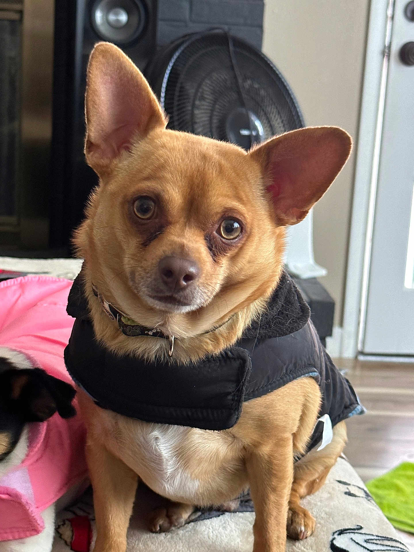 Rambo
