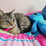 Leeloo participe au concours pour gagner de l'argent avec cette photo : animal, bedspread, blue, cat, colorful_bedding, cozy, cute, feline, home, indoor, pet, pink, pink_collar, plush_toy, relaxed, resting, soft_toy, striped_fur, stuffed_animal, tabby_cat