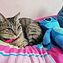 animal, bedspread, blue, cat, colorful_bedding, cozy, cute, feline, home, indoor, pet, pink, pink_collar, plush_toy, relaxed, resting, soft_toy, striped_fur, stuffed_animal, tabby_cat