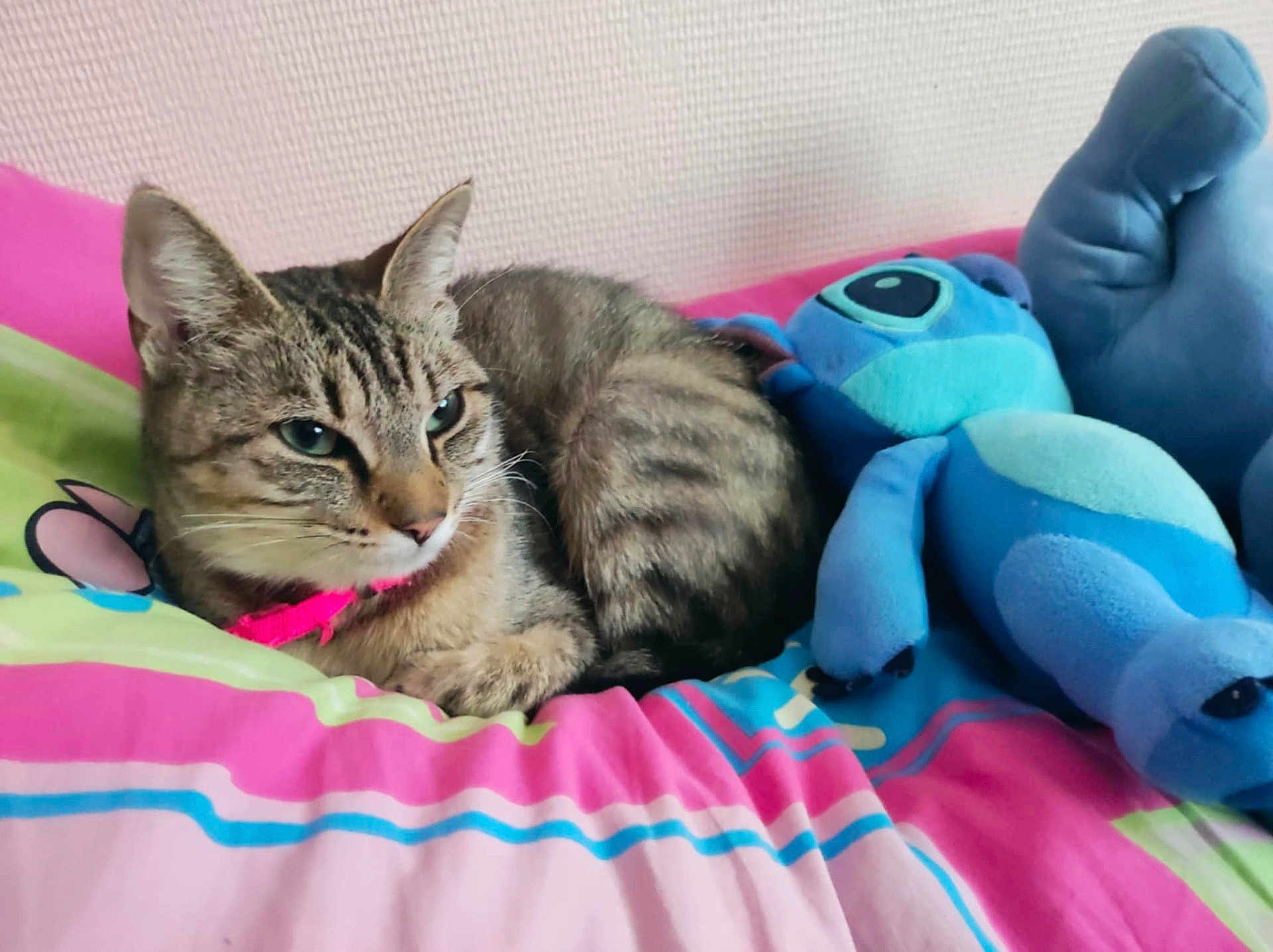 Leeloo participe au concours pour gagner de l'argent avec cette photo : animal, bedspread, blue, cat, colorful_bedding, cozy, cute, feline, home, indoor, pet, pink, pink_collar, plush_toy, relaxed, resting, soft_toy, striped_fur, stuffed_animal, tabby_cat