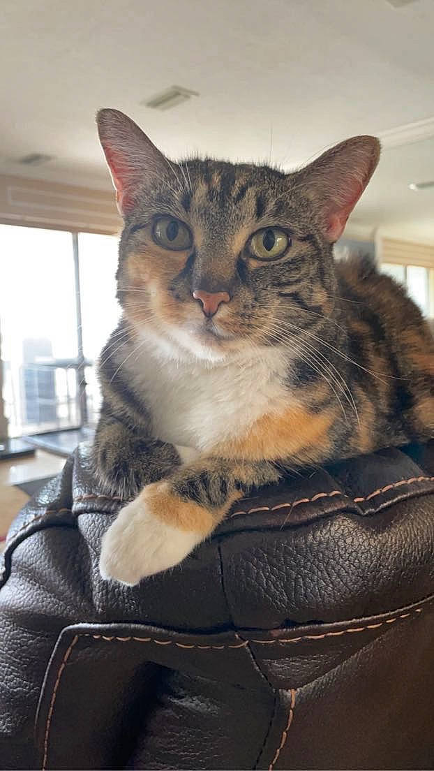 Trouble joined the competition — help win amazing prizes! bag, carnivore, cat, cat_supply, claw, comfort, domestic_short_haired_cat, felidae, fur, iris, luggage_and_bags, paw, sitting, small_to_medium_sized_cats, snout, whiskers, window