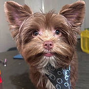 Kobe joined the competition — help win amazing prizes! dog, brown_dog, fluffy, bandana, pet, close_up, ears, curious, indoor, table, cute, animal, portrait, furry, face, domestic_animal, looking, young_dog, whiskers, household