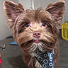 dog, brown_dog, fluffy, bandana, pet, close_up, ears, curious, indoor, table, cute, animal, portrait, furry, face, domestic_animal, looking, young_dog, whiskers, household