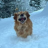 dog, golden_retriever, snow, winter, forest, trees, outdoor, animal, canine, fur, nature, playful, cold, landscape, running, snowy, daylight, pet, muzzle, wildlife