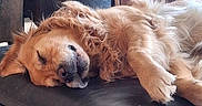 Svolt participe au concours pour gagner de l'argent avec cette photo : dog, golden_retriever, sleeping, couch, leather, pet, fur, relaxed, indoor, resting, animal, canine, cozy, nap, mammal, comfort, domestic, cute, furry, peaceful