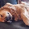 dog, golden_retriever, sleeping, couch, leather, pet, fur, relaxed, indoor, resting, animal, canine, cozy, nap, mammal, comfort, domestic, cute, furry, peaceful